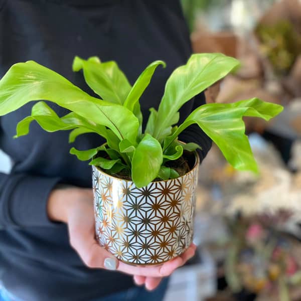 Potted green houseplant in a patterned gold-and-white container