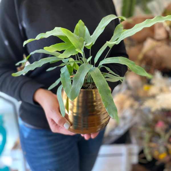 Potted green fern in a gold metal container