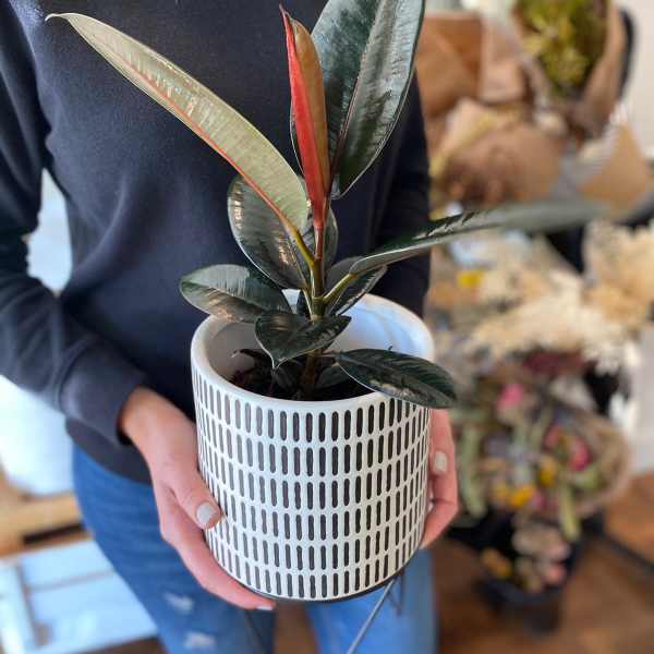 Potted rubber plant in a white patterned container