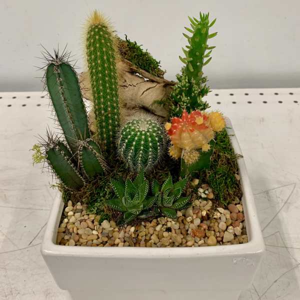 Squared White Succulents