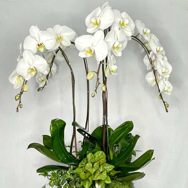 White orchids arranged in a gray rectangular planter with green foliage