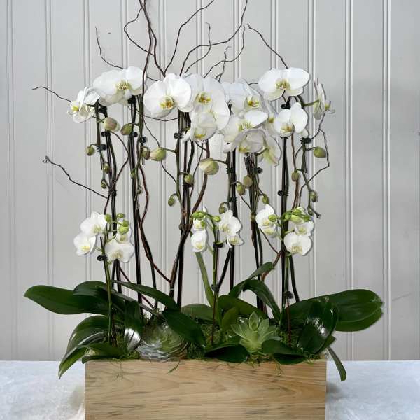 White orchids arranged in a wooden box with curly branches