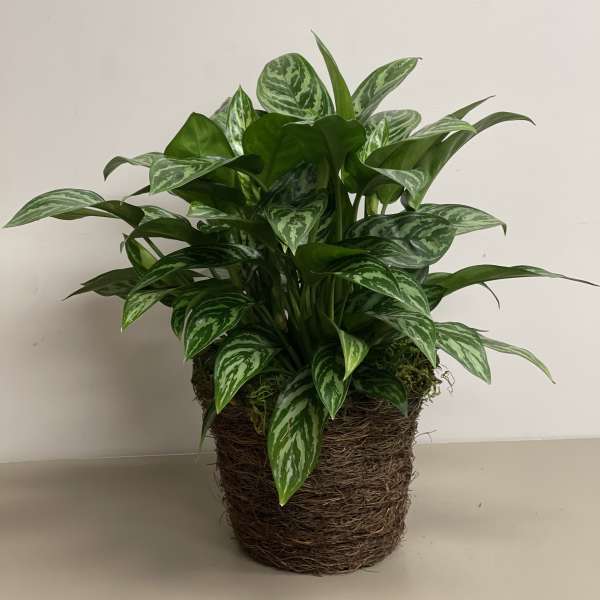 Potted variegated green houseplant in a brown woven basket-style container