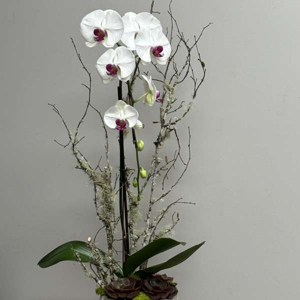 Tall white orchid plant with pink centers and succulents in a silver textured pot.