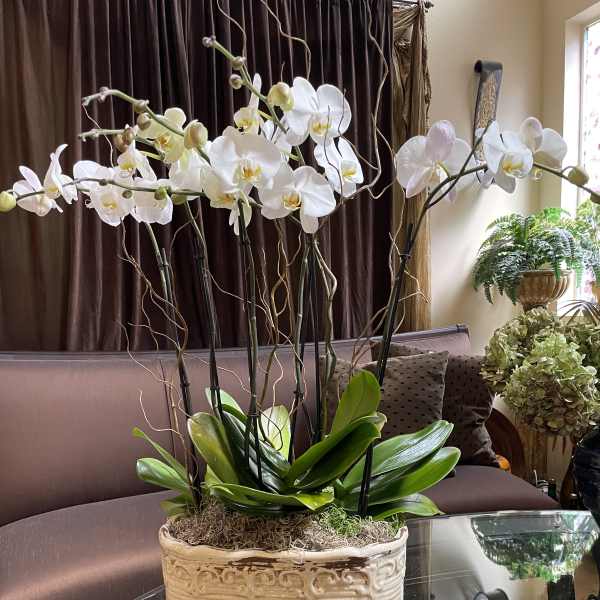 White orchid arrangement in a decorative ceramic planter