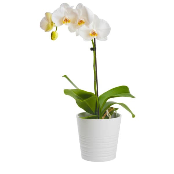White orchid plant in a white pot