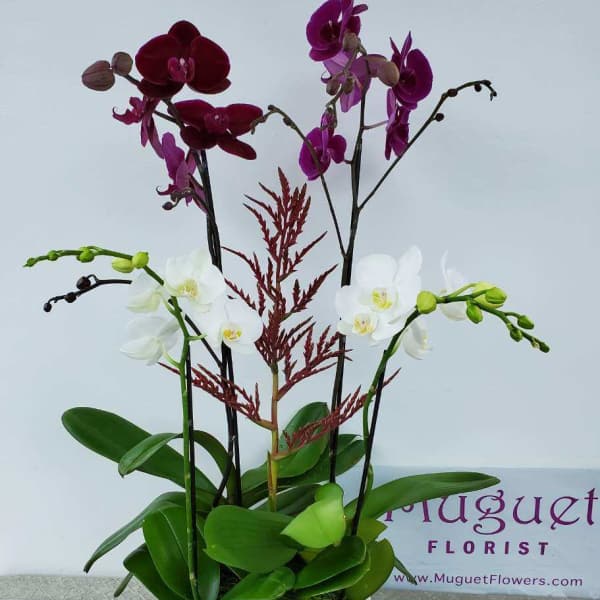 Potted orchid arrangement with white and purple blooms in a white planter