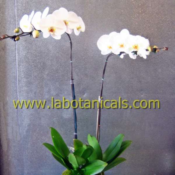 Two white orchid stems in a vase with broad green leaves