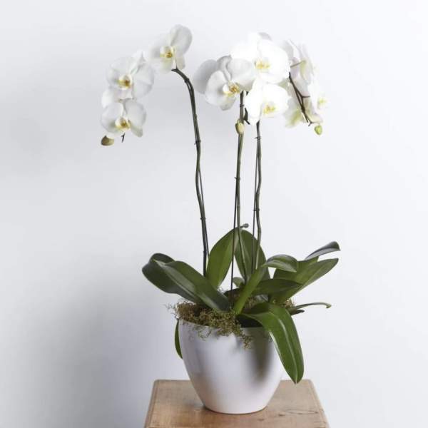 White orchid plant in a white pot on a wooden surface