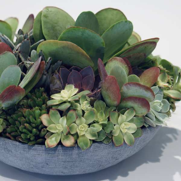 Succulent arrangement in a shallow blue bowl