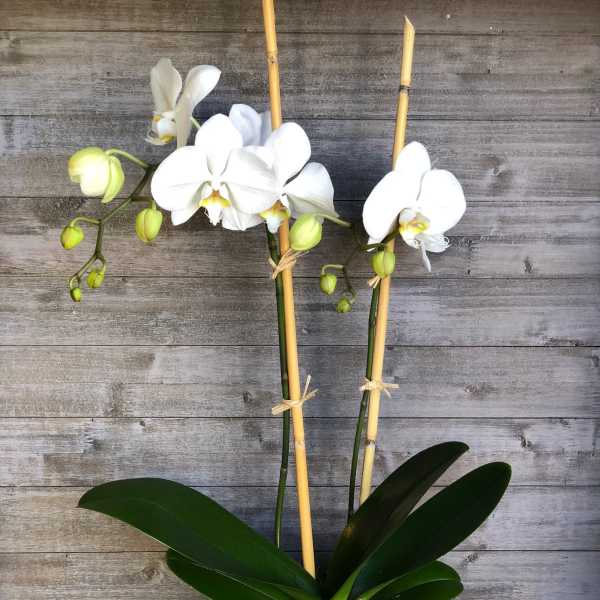 White orchid plant in a decorative square container