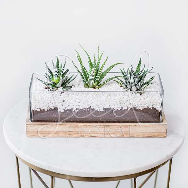 Three small succulents in a glass planter with white stones