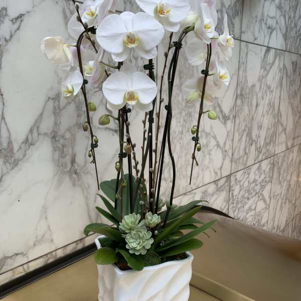 White orchids in a square white planter with succulents