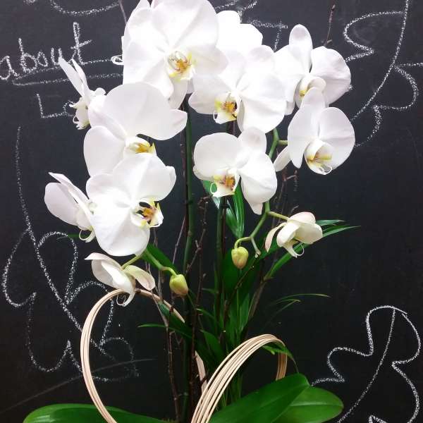 White orchid arrangement in a black square container with decorative loops