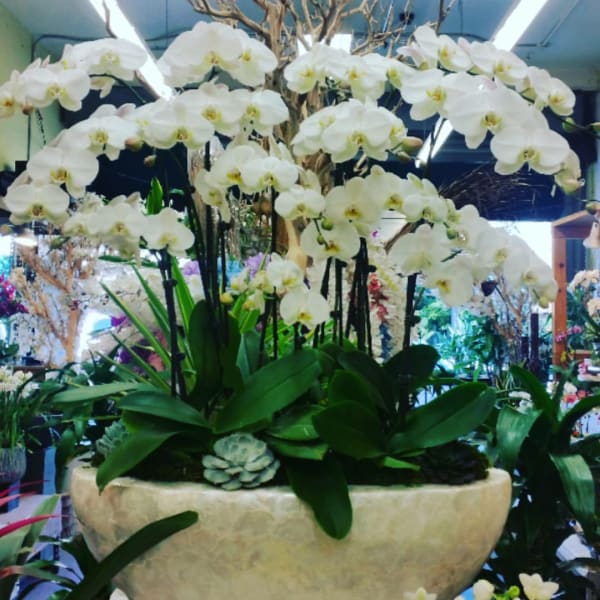 White orchids arranged in a large beige planter with broad green leaves