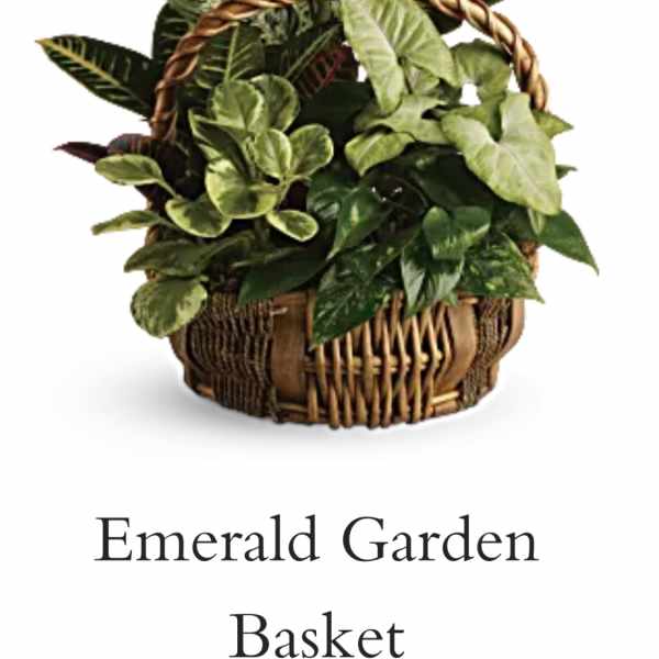 Mixed green houseplants in a woven basket