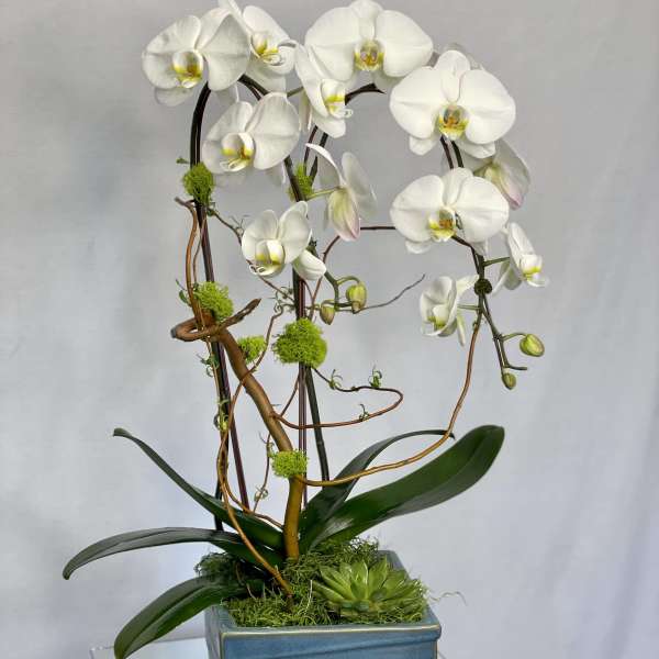 White orchid arrangement in a blue square vase with moss accents