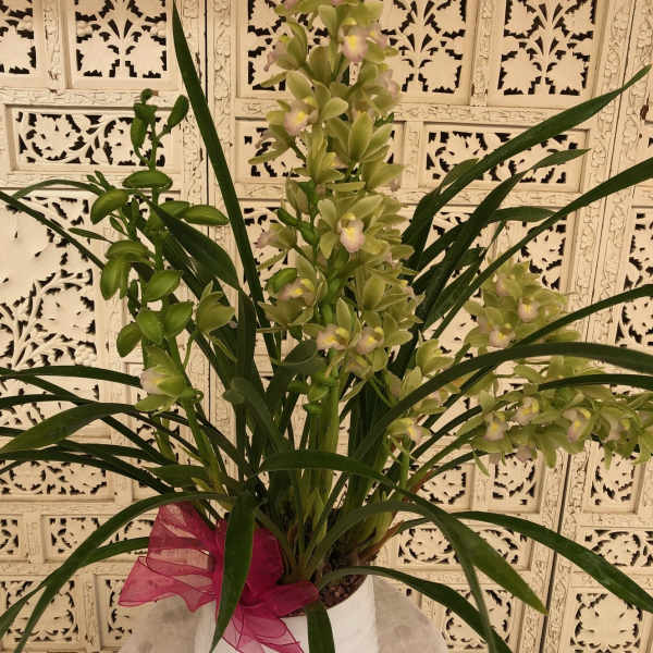Potted orchid plant with pale green blooms and a pink ribbon