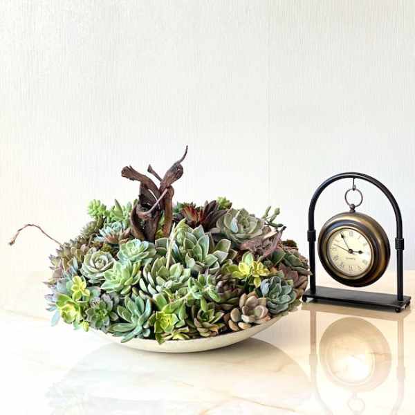 Low bowl of assorted succulents beside a small tabletop clock