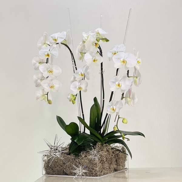 White orchids arranged in a clear rectangular container with decorative star picks.