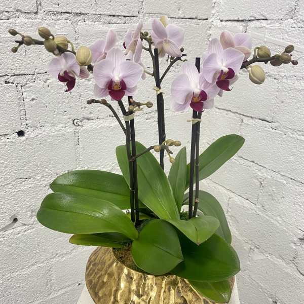 Potted pink orchid plant in a gold textured container