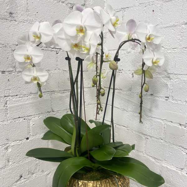 White orchid plant in a gold textured pot
