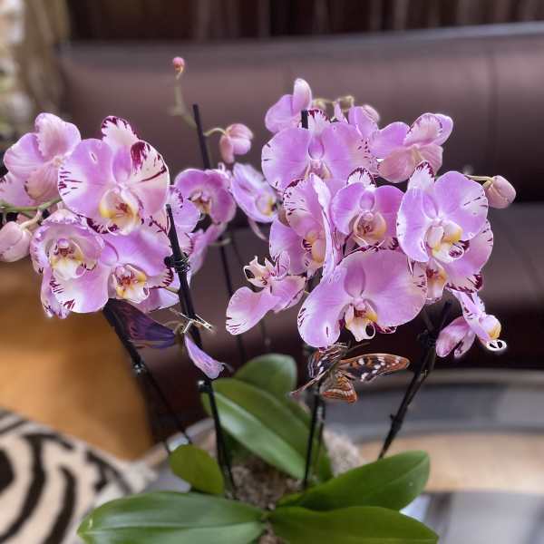 Pink orchids in a white pot with broad green leaves