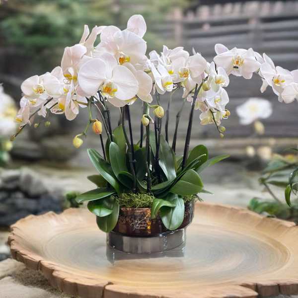 White orchids arranged in a low decorative pot