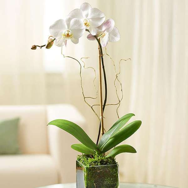 White orchid plant in a square glass vase with moss