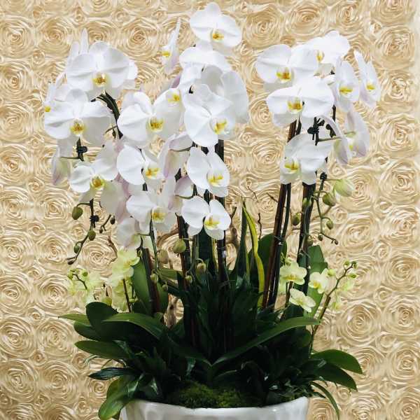 White orchids arranged in a tall white planter