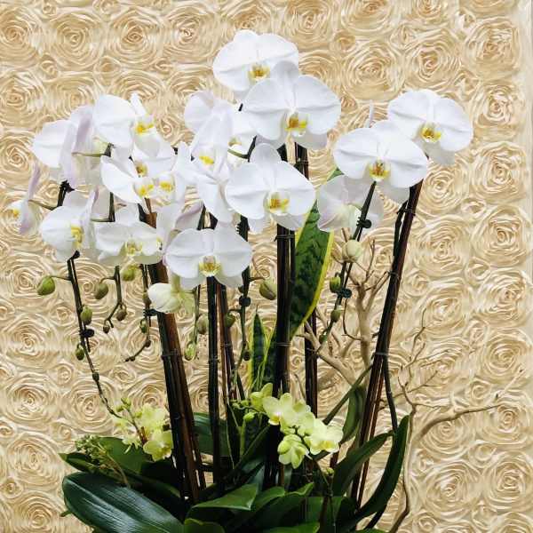White orchids in a tall gray planter with dark green foliage