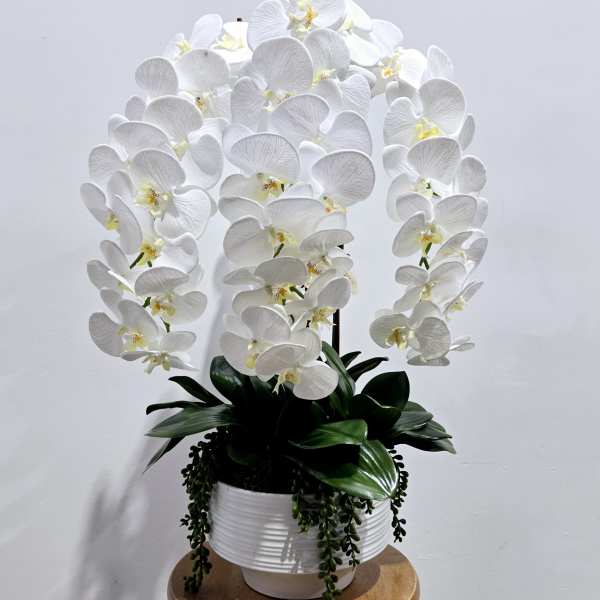 White orchid arrangement in a white pot with trailing greenery