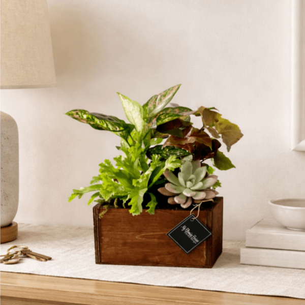 Succulent and leafy plant arrangement in a wooden box planter