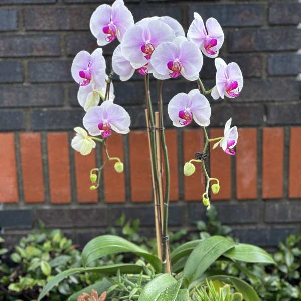 Potted orchid with pale pink blooms and succulents in a shallow gray planter