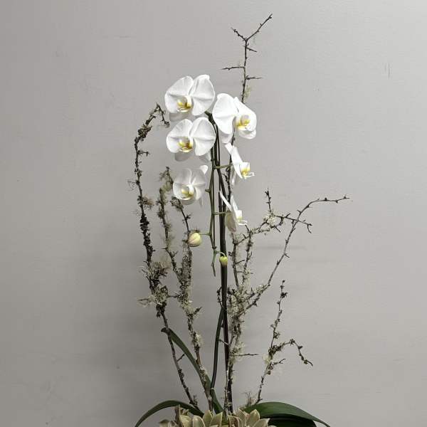 White phalaenopsis orchid with succulents and branches in a white textured ceramic pot