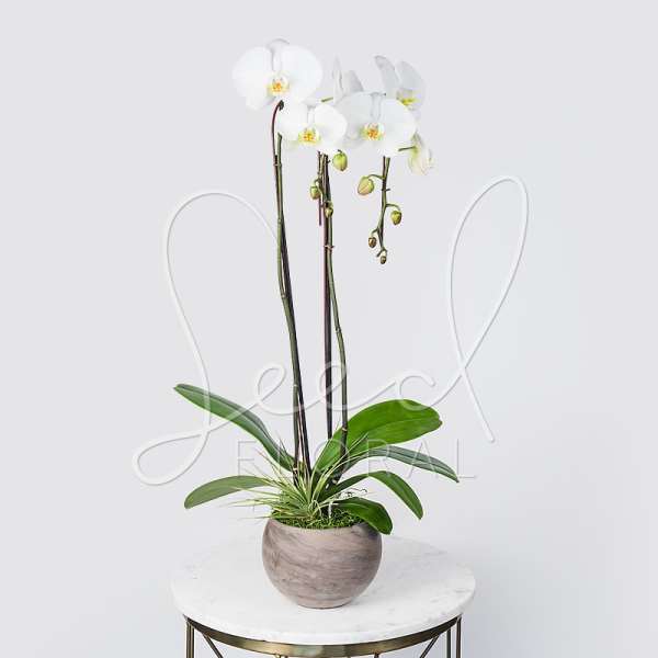 White orchid plant in a round gray pot on a small table