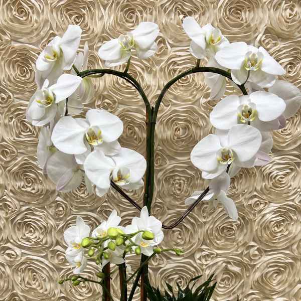 White orchids arranged in a white pot against a textured beige floral wall.