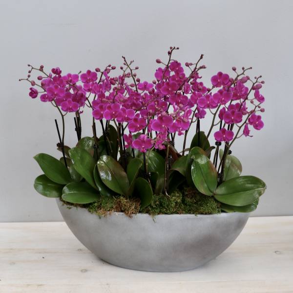 Cluster of bright pink orchids in a low gray oval planter