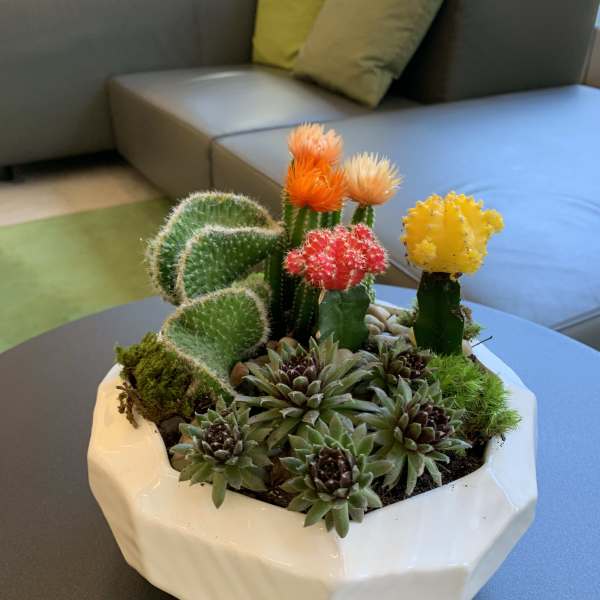 Succulent and cactus arrangement in a white ceramic planter