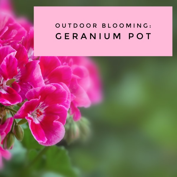 Pink geranium blooms with a text banner reading Outdoor Blooming: Geranium Pot