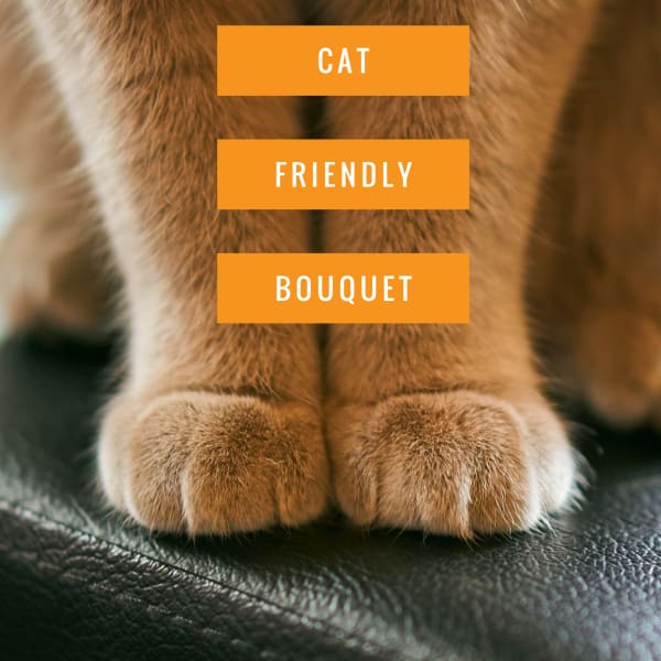 Close-up of a cat’s paws with the words CAT FRIENDLY BOUQUET