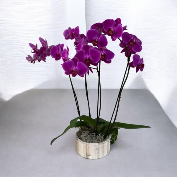 Quadruple Orchids Purple