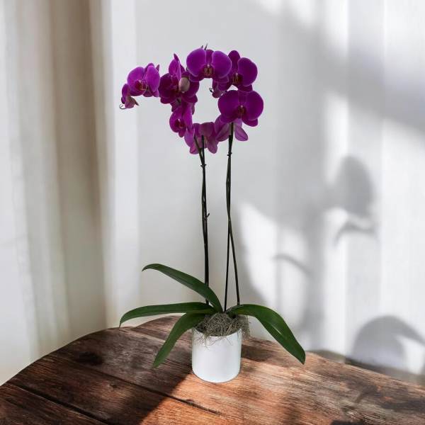 Double Stem Orchid Purple
