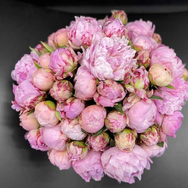 Bouquet of pink peonies with tightly closed buds