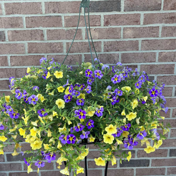 "Sunlit Meadow" Hanging Basket