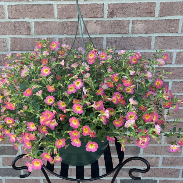 "Pink Lemonade" Hanging Basket