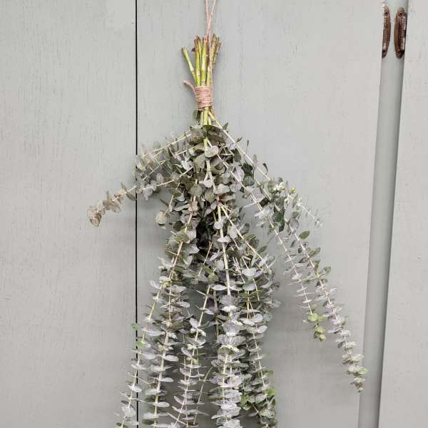 Bundle of eucalyptus stems tied together and hanging vertically