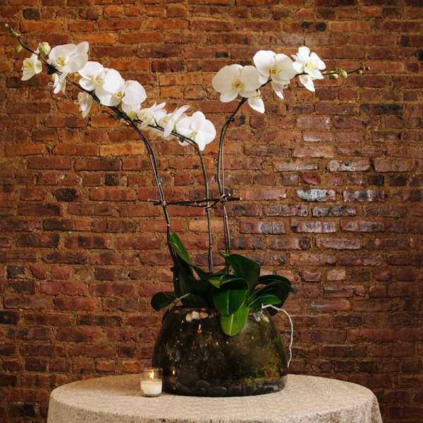 White orchids in a dark glass vase on a table