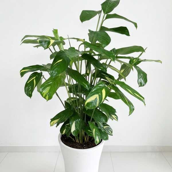 Variegated calathea /Low Light Indoor Plant