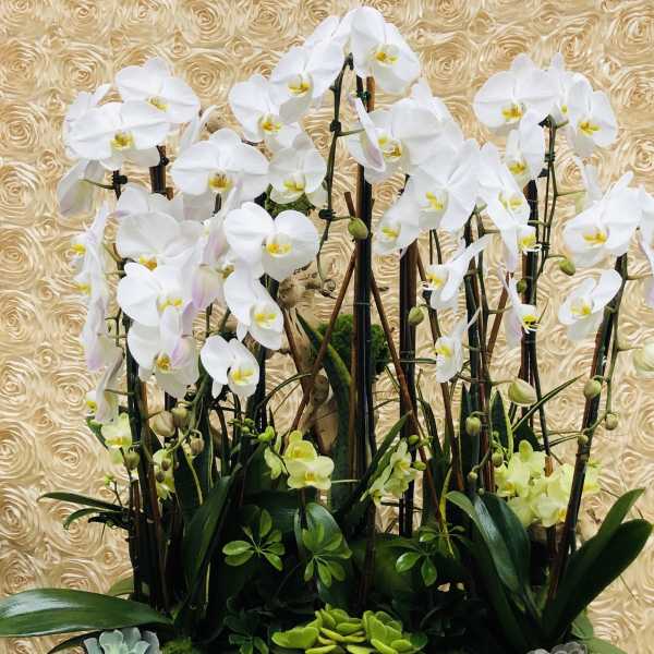 Tall arrangement of white orchids in a stone planter